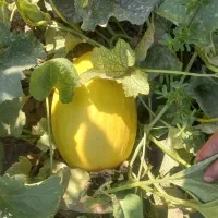 خربزه شیرازی درجه یک صادراتی