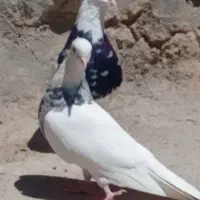 کبوتر طوقی