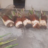 برش نخل و درخت رایگان