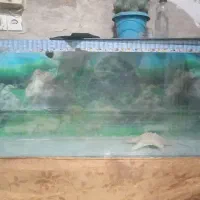 اکواریوم