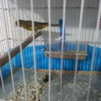 قناری نر بخون آماده