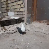 کبوتر پرشی|پرنده|نیشابور, مازول|دیوار