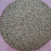 عدس بومی درجه 1 .