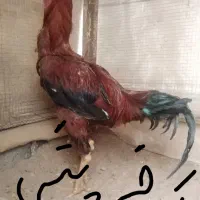 جوجه لاری و.|حیوانات مزرعه|خواف, |دیوار