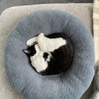 تخت خواب سگ و گربه