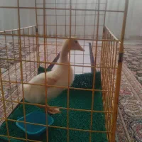 جوجه اردک سه ماهه
