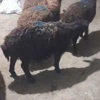 بره نر صحرا گوسفند