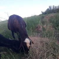 فروش قوچ نر واسه قربانی چاق چله