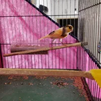 قناری نر ۵ دانگ میخانه