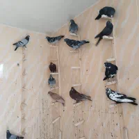 بله فروشی
