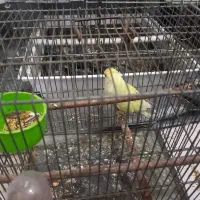 طوطی برزیلی عروس هلندی