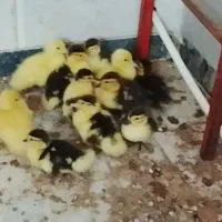 اوردک