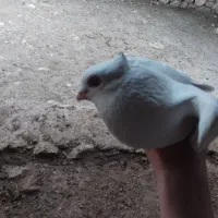 فروش انواع کبوتر