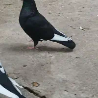 کبوتر رنگی