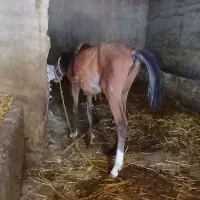 اسب کهر