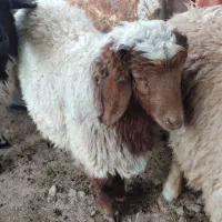 بره پروار