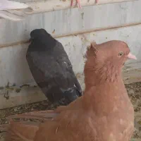 کفتر کبوتر رواعب راعبی تضعینی
