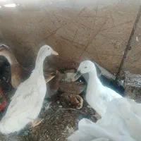 اردک بالغ تخم گذار