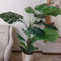 درختچه موز و برگ انجیری خارجی و درجه یک