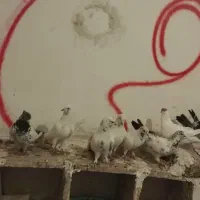 ی گله تهرانی ناسخت