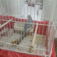 عروس هلندی سخنگوی