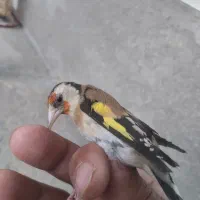 سهره ماده درجه یک