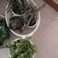 گل و گلدان باهم