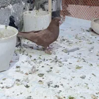 کفتر