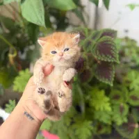 گربه بسیار باکیفیت  گلد