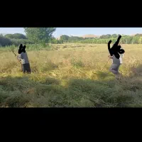 گشنیز میچینیم هکتاری ۱۷ بدون بافه