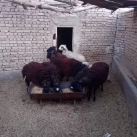 بره نر وماده