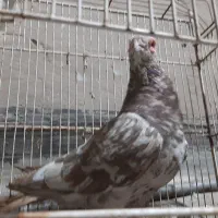 دورگ نر دوکت نر