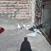 موشی باش، گوی گویروخ 14 مایا