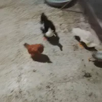 سه تا اوردک و دو تا جوجه مرغ