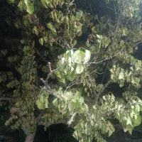 سرایداری باغ فقط خانواده (بدون حقوق) اسکان رایگان