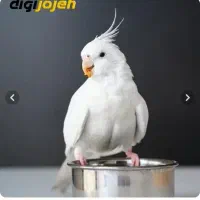 عروس هلندی گم شده