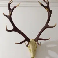 شاخ گوزن مرال دکوری