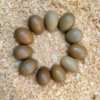مرغ و خروس وارداتی الیو اگگر تخم سبز زیتونی