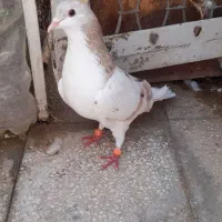 سده هفرنگ نر بی نظیر پرخال سیاه