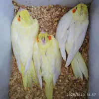 جوجه عروس هلندی سرلاکی