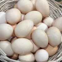 تخم اردک مرغ کفتر تازه روزانه نطفه دار