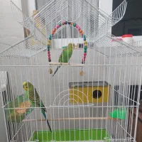 مرغ عشق به همراه قفس پایه دار