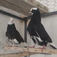 کفترپرشی عالی ابلغ دهن خورده