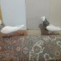 6کفتر