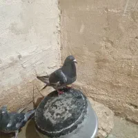 ۲ جفت کبوتر  پلاکی مفت