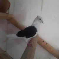 کفتر|کلکسیون و سرگرمی|بهبهان, |دیوار