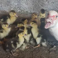 اوردک اسراییلی با جوجه
