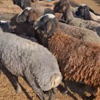 میش بدون بره میش چالی شالی دورگ