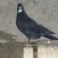حیوان خوشگل نر مست