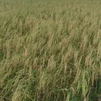 سبوس برنج